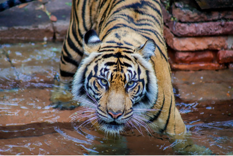 parque-tematico-disney-animal-kingdom