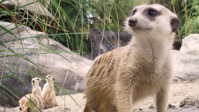 parque-tematico-disney-animal-kingdom